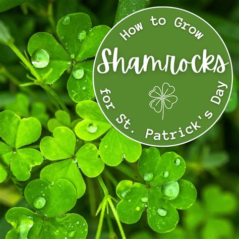 How to Grow Shamrocks for St. Patrick's Day - Dengarden