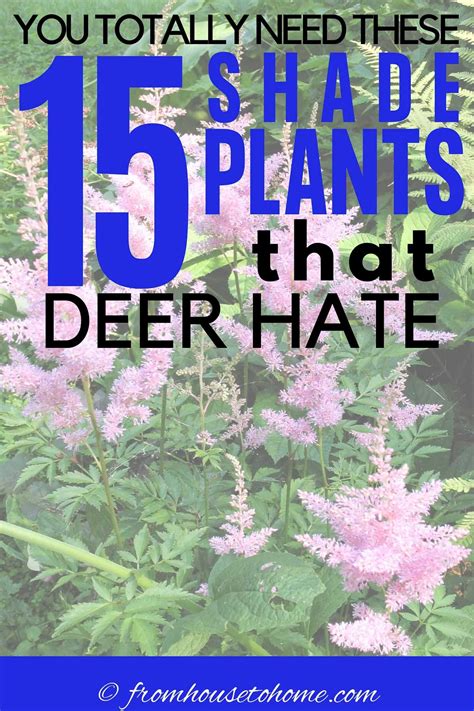 Deer resistant shade plants – Artofit