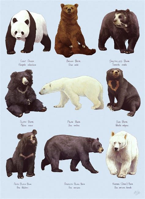 Species Of Bears