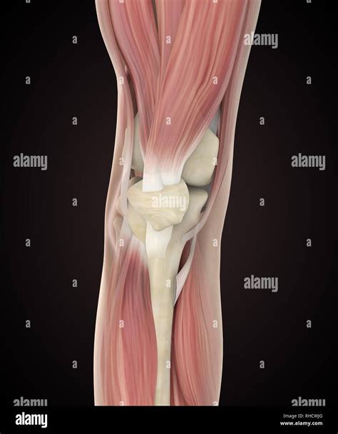 Knee joint anatomy hi-res stock photography and images - Alamy