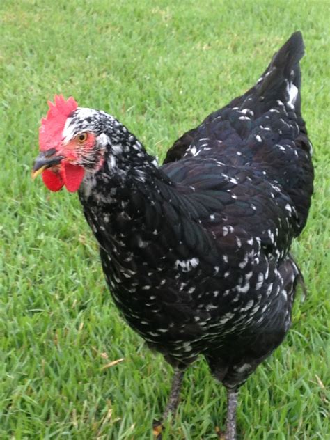 Mottled Java!! | Page 7 | BackYard Chickens - Learn How to Raise Chickens