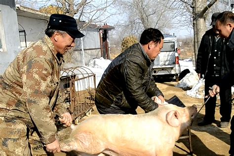 实拍胶东农村杀猪，猪肉太贵，还是自己杀更划算_凤凰网视频_凤凰网