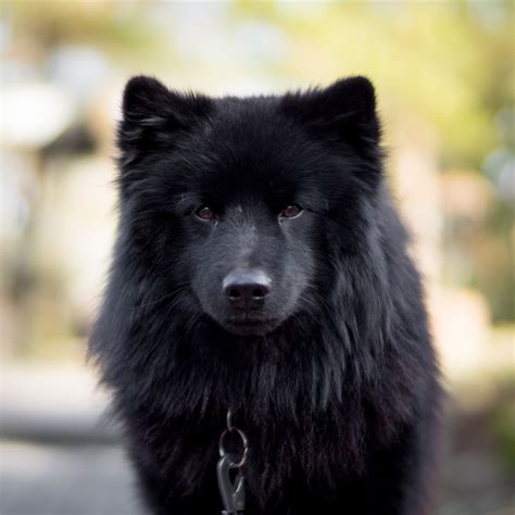 Swedish Lappund Dog Breed Pictures, Characteristics, & Facts
