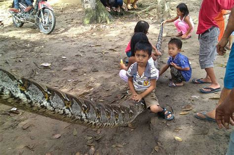 Image result for Giant.python Found in Indonesian