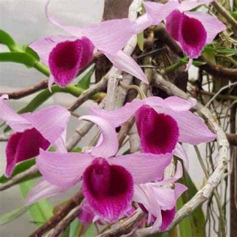Dendrobium Super Nestor 'Select' (Nestor X anosmum) – EXOTICA ORCHIDS