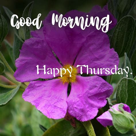 267+ Good Morning Happy Thursday Images HD for Whatsapp