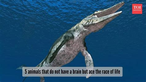 5 animals that went extinct in recent years | The Times of India