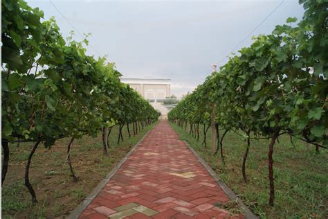 民权1958赤霞珠葡萄酒怎么样，产品特点有哪些-秒火好酒代理网