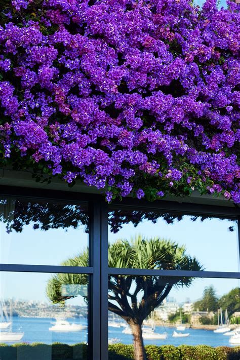 21 of the best shade-loving plants for Australian gardens | ArchiPro AU