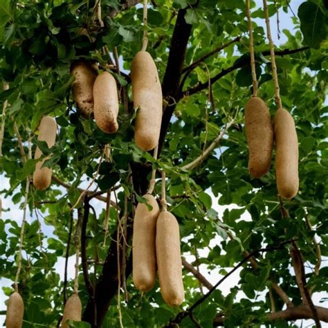 SHOP 360 GARDEN Kigelia Pinnata, Sausage tree, Sivakundalam, Balam ...