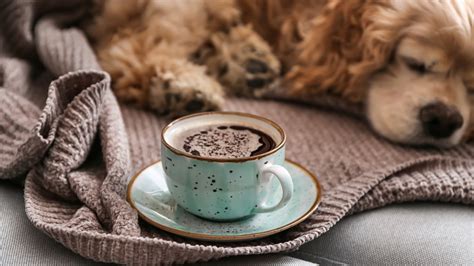 How Bad Is Coffee For A Dog at Lorena Perez blog