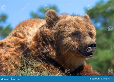 Eurasian brown bear stock image. Image of raptor, hungarian - 62944767