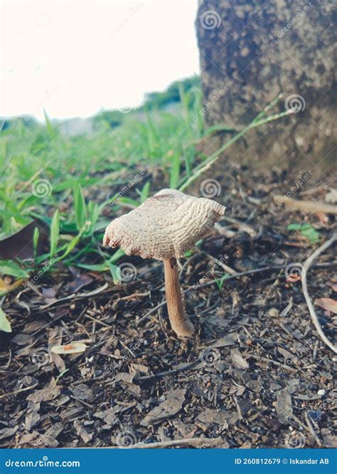 Fungi or Fungi are Organisms that Belong To the Fungi Kingdom and Do ...