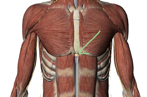 X is for Xiphoid Process - Global Therapies