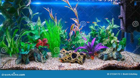 Tropical Fish Tank Aquarium Stock Photos - Image: 27234173