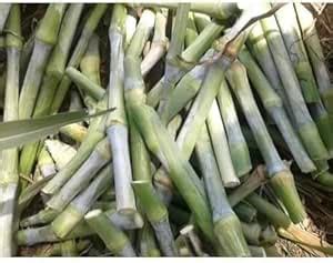 Hybrid Napier Grass Seeds Pack of 35 : Amazon.in: Garden & Outdoors