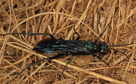 Blue Mud Dauber