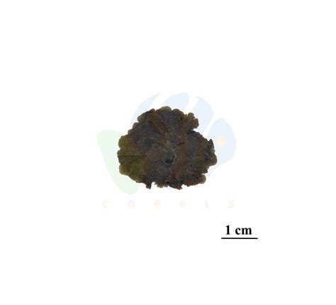 Marine Repository Hub