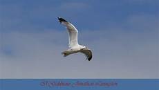 livingston gabbiano il gabbiano jonathan livingston foto immagini animali livingston gabbiano il gabbiano jonathan livingston foto immagini animali