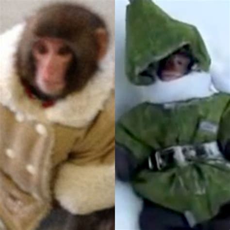 If You Loved the Ikea Monkey, Check Out This Adorably Playful Monkey!