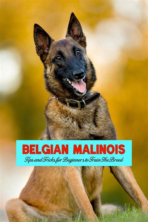 The Ultimate Guide to the Belgian Malinois: A Comprehensive Overview