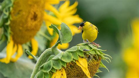 Lesser Goldfinch Nest