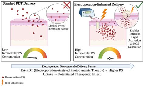 Advances in Photodynamic Therapy: Photosensitizers, Biological ...