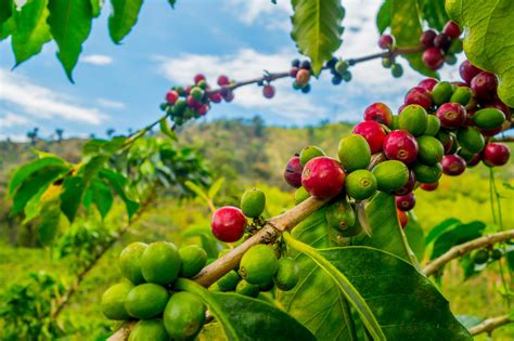 The Science of Coffee Growing - Analytical Answers
