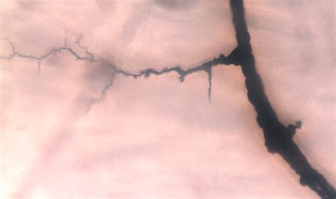 Electrical Tree Exploding 的图像结果