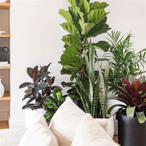 Why Plants Make Everything Better - The Science Behind Plant Power - Indoor Pot Supply Co.