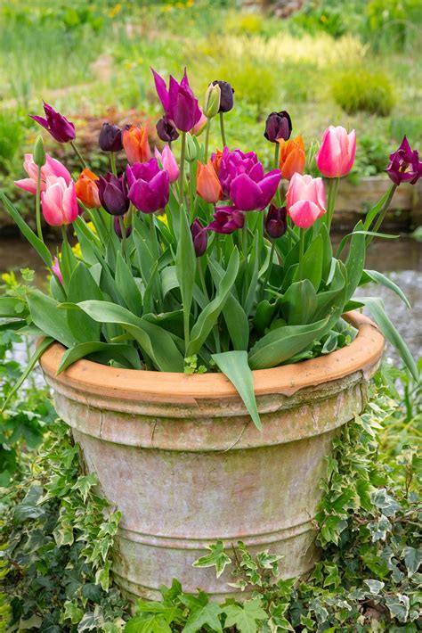 Image result for Popular Spring Flowers