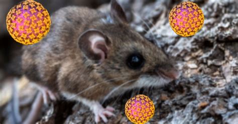 Whitman County resident dies of hantavirus: First Washington state case ...