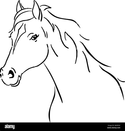 black line horse sketch vector illustration Stock Vector Image & Art ...