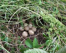 Image result for Wild Baby Rabbits Nest