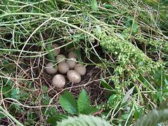 Image result for What Does a Wild Rabbit Nest Look Like