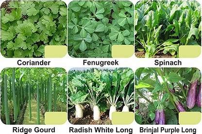 CYBEXIS 6-Varieties-F1 Hybrid Vegetable Seeds Combo Seed Price in India ...