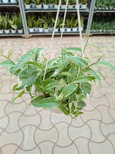 Shop Ficus Radicans Variegated in 15 cm Hanging Pot - Cascading Beauty ...
