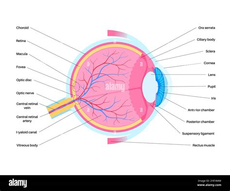 Sclera Anatomy Anatomy Of The Eye | Ento Key