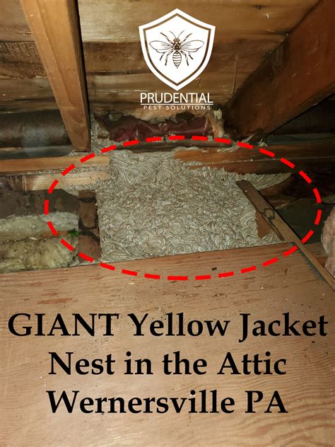 Yellow Jacket Nest In Ground