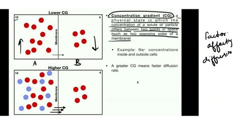 Image result for Diffusion Concentration Gradient