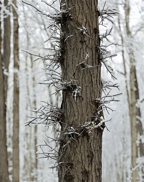 Indiana Locust 的图像结果
