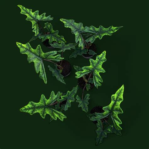 Alocasia Plants on Sale: Shop Our Collection of Elephant's Ear Plants ...