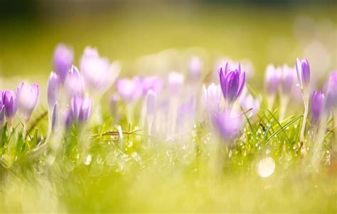 Wallpaper greens, grass, light, flowers, glade, blur, spring, crocuses ...