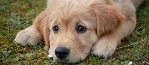 Golden Retriever Grooming Tips