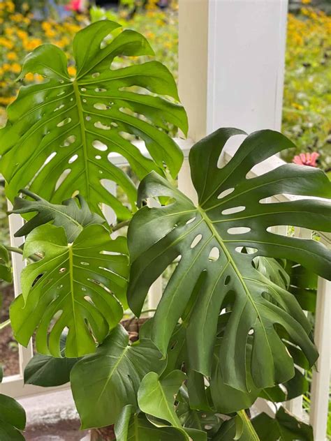 5 Reasons You Should Grow a Monstera Plant - Stacy Ling