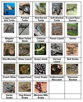 Image result for Lizard CPR