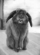Image result for Super Cute Bunny Rabbit Real