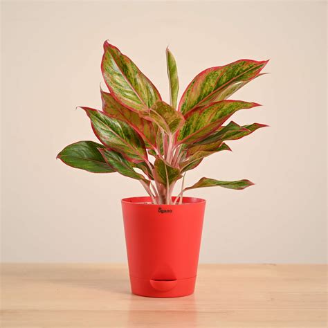 Buy Aglaonema Red Plant | Vibrant Red Chinese Evergreen for Sale – Ugaoo