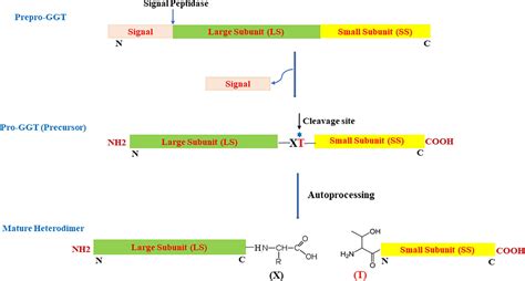 Frontiers | Bacterial Gamma-Glutamyl Transpeptidase, an Emerging Biocatalyst: Insights Into ...