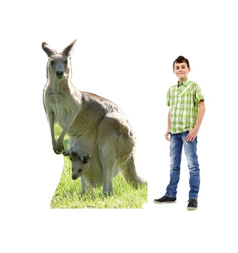 Advanced Graphics Kangaroo Life Size Cardboard Cutout Standup: Buy ...